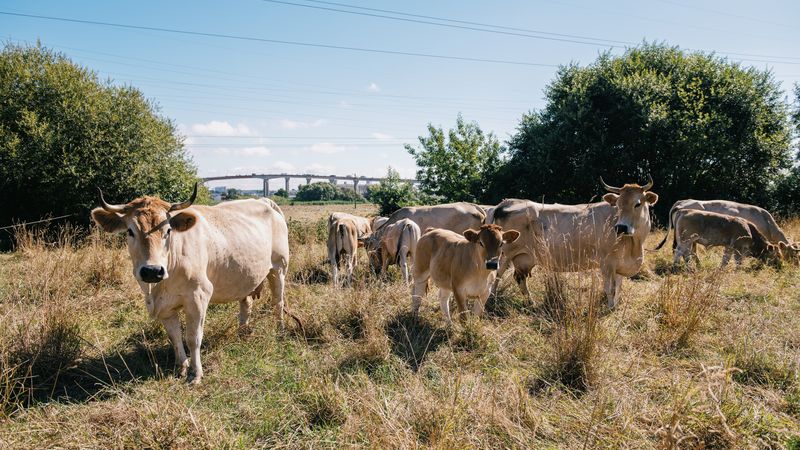 Depuis 15 ans, les « Nantaises » de la ferme des 9 journaux pâturent dans les marais de Bouguenais. © Clack - David Gallard