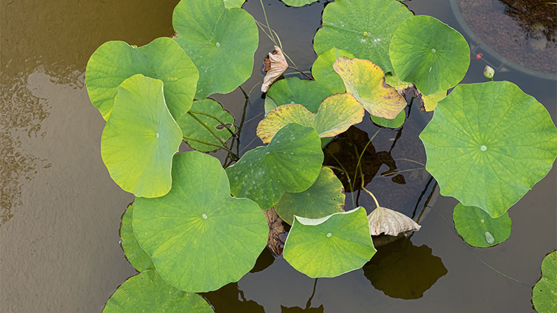 « Parmi les plantes d’eau : des lotus, des talhias, des papyrus... Nous les gardons dans des pots immergés, car certaines espèces vigoureuses coloniseraient tout et la magie du jardin, c’est aussi voir la surface de l’eau, qui fait miroir. » « Parmi les plantes d’eau : des lotus, des talhias, des papyrus... Nous les gardons dans des pots immergés, car certaines espèces vigoureuses coloniseraient tout et la magie du jardin, c’est aussi voir la surface de l’eau, qui fait miroir. »