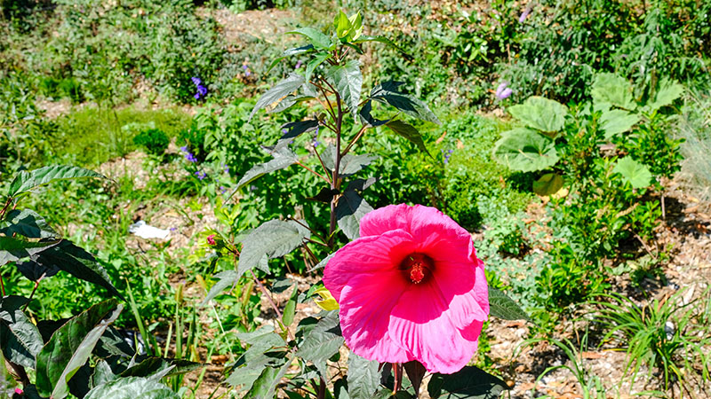 « L’hibiscus est une plante plutôt classique, mais cette variété moscheutos a des fleurs énormes. Nous avons fait le choix de regrouper les fleurs dans des spots, de ci de là, plutôt que de les disséminer. »