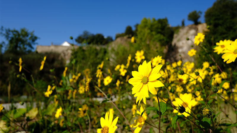 « Nous avons choisi des fleurs dans les tonalités jaunes, comme les cassias, en écho aux genets déjà présents dans la friche. On verra des taches jaunes à tout moment de l’année, sans que l’on sache très bien de quelle plante il s’agit. On veut que les gens y perdent leur latin ! » « Nous avons choisi des fleurs dans les tonalités jaunes, comme les cassias, en écho aux genets déjà présents dans la friche. On verra des taches jaunes à tout moment de l’année, sans que l’on sache très bien de quelle plante il s’agit. On veut que les gens y perdent leur latin ! »
