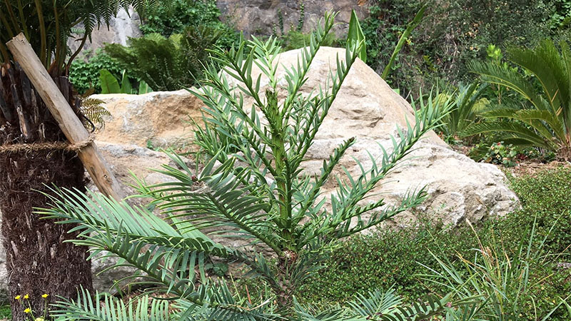« Contemporain des dinosaures, le pin wollemi est rarissime : il n’en existe que 200 spécimens en milieu naturel. C’est la dernière espèce d’arbre qui ait été découverte, et les Australiens en ont vendu des graines à quelques jardins dans le monde. » « Contemporain des dinosaures, le pin wollemi est rarissime : il n’en existe que 200 spécimens en milieu naturel. C’est la dernière espèce d’arbre qui ait été découverte, et les Australiens en ont vendu des graines à quelques jardins dans le monde. »