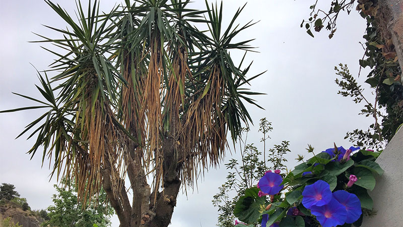 « À l’entrée du jardin, nous avons ces deux yuccas venus du Jardin des Plantes. Ils ont plus de 50 ans et on devait régulièrement les tailler pour pouvoir les rentrer dans l’orangerie l’hiver. Là, on tente une implantation définitive ! » « À l’entrée du jardin, nous avons ces deux yuccas venus du Jardin des Plantes. Ils ont plus de 50 ans et on devait régulièrement les tailler pour pouvoir les rentrer dans l’orangerie l’hiver. Là, on tente une implantation définitive ! »