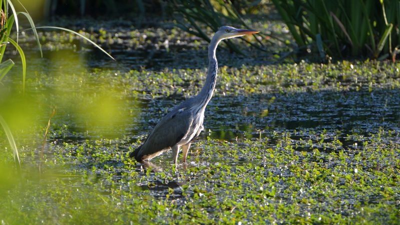 Le chant des oiseaux