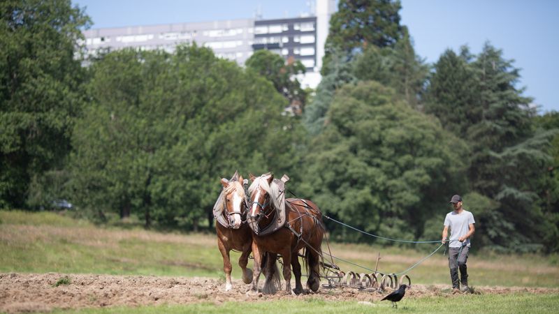 Samedi 8 juin, sur le site de la future « vraie » ferme, les juments Uti et Frégate ont retourné la terre sous la conduite de Christophe et d’Étienne, de la ferme de la Hulotte. © Ludovic Failler