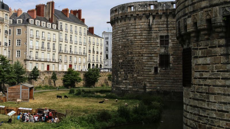 Dans les douves du Château, où 4 000 plantes des bords de l’Erdre ont été réintroduites, ce sont les moutons qui tondent désormais le site. © Romain Boulanger Dans les douves du Château, où 4 000 plantes des bords de l’Erdre ont été réintroduites, ce sont les moutons qui tondent désormais le site. © Romain Boulanger