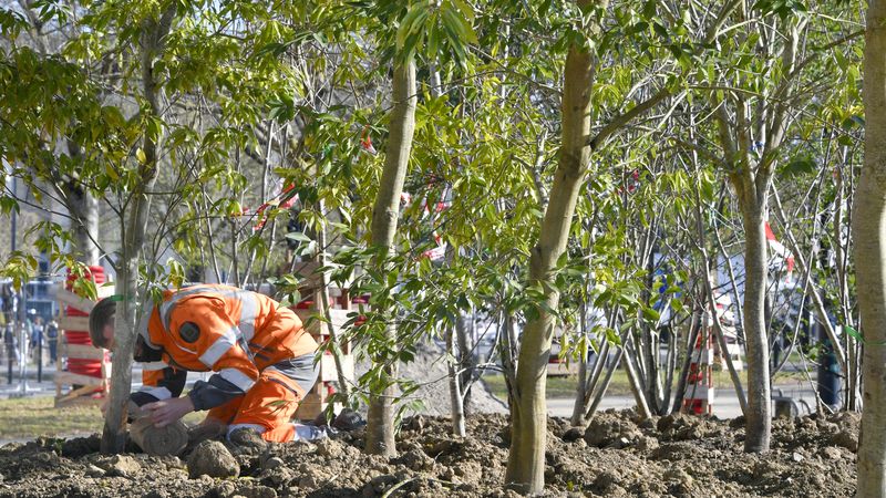 Les premières plantations débutent sur la place Gloriette-Petite-Hollande pour transformer ce grand parking en un 