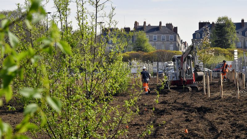 Âgés de 10 ans environ, les 61 premiers arbres plantés sur la place de la Petite-Hollande font leur petit effet. ©  Rodolphe Delaroque