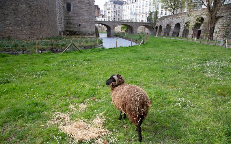 Une oasis de biodiversité dans les douves du château
