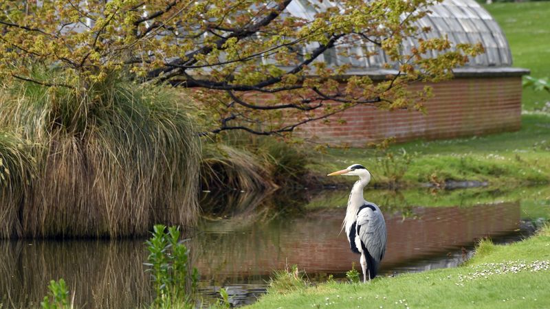 Héron au Jardin des plantes de Nantes © Rodolphe Delaroque