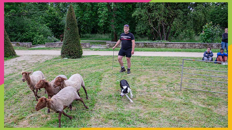 Être berger salarié, c'est possible ! C'est le cas de Baptiste aux Moutons de l'Ouest, pour l'entretien d'espaces en écopaturage. © Guillaume Kerhervé.