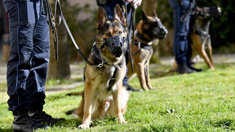 Une brigade canine en soutien 