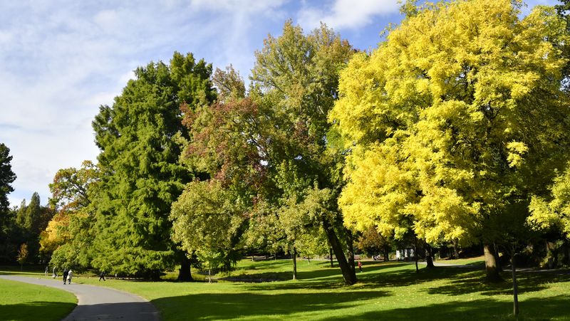 Pour préserver son patrimoine arboricole, Nantes se dote d’une charte des arbres communale. © Rodolphe Delaroque