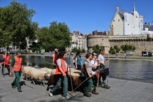 Image moutons